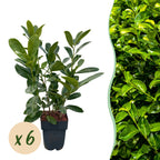 Prunus laurocerasus 'Rotundifolia' (cherry laurel) – 6 plants, Ø17 cm, 50 cm high
