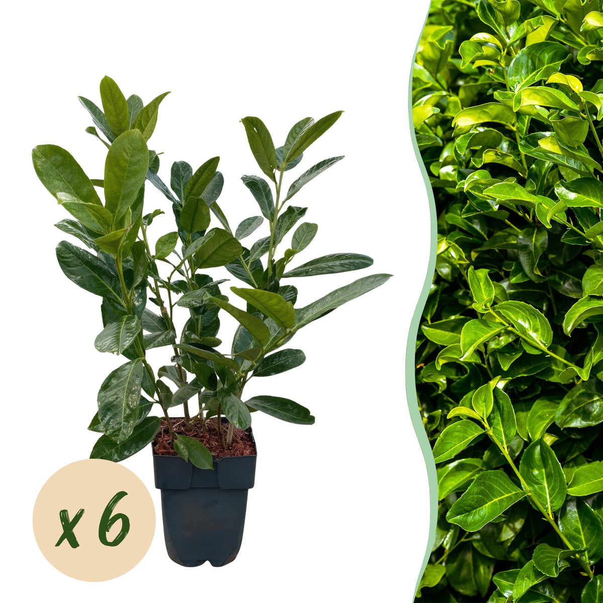 Prunus laurocerasus 'Rotundifolia' (Kirschlorbeer) – 6 Pflanzen, Ø 17 cm, 50 cm hoch