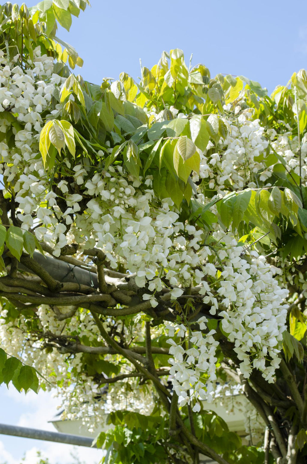 Wisteria floribunda alba (white wisteria) – Ø15 cm, 65 cm high – photo 4