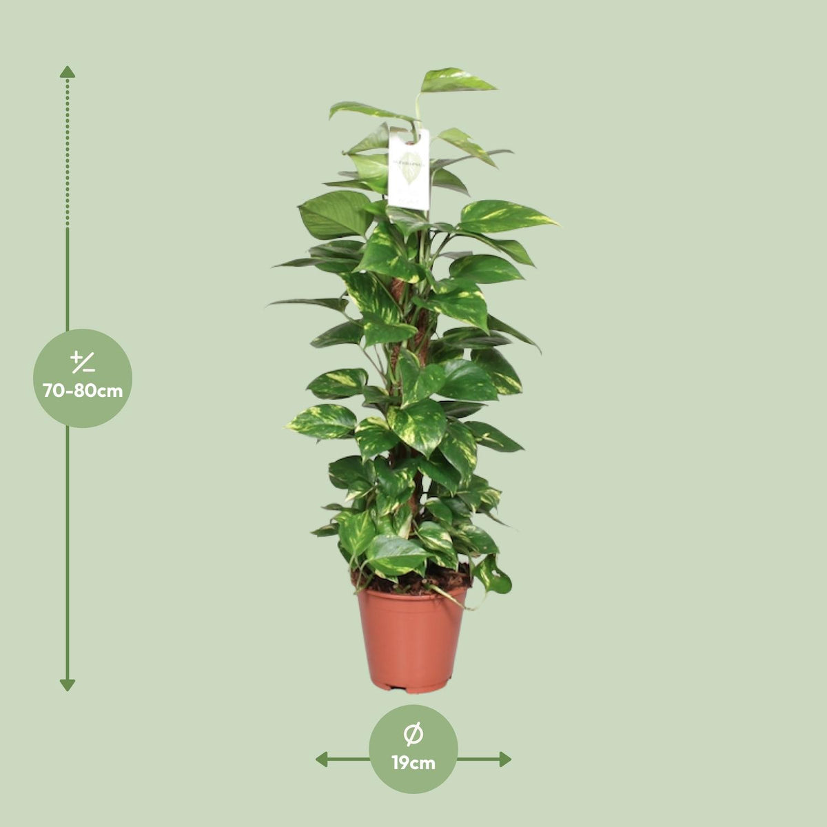 Epipremnum Pinnatum 80cm (scindapsus) – Ø19 cm, 80 cm høj