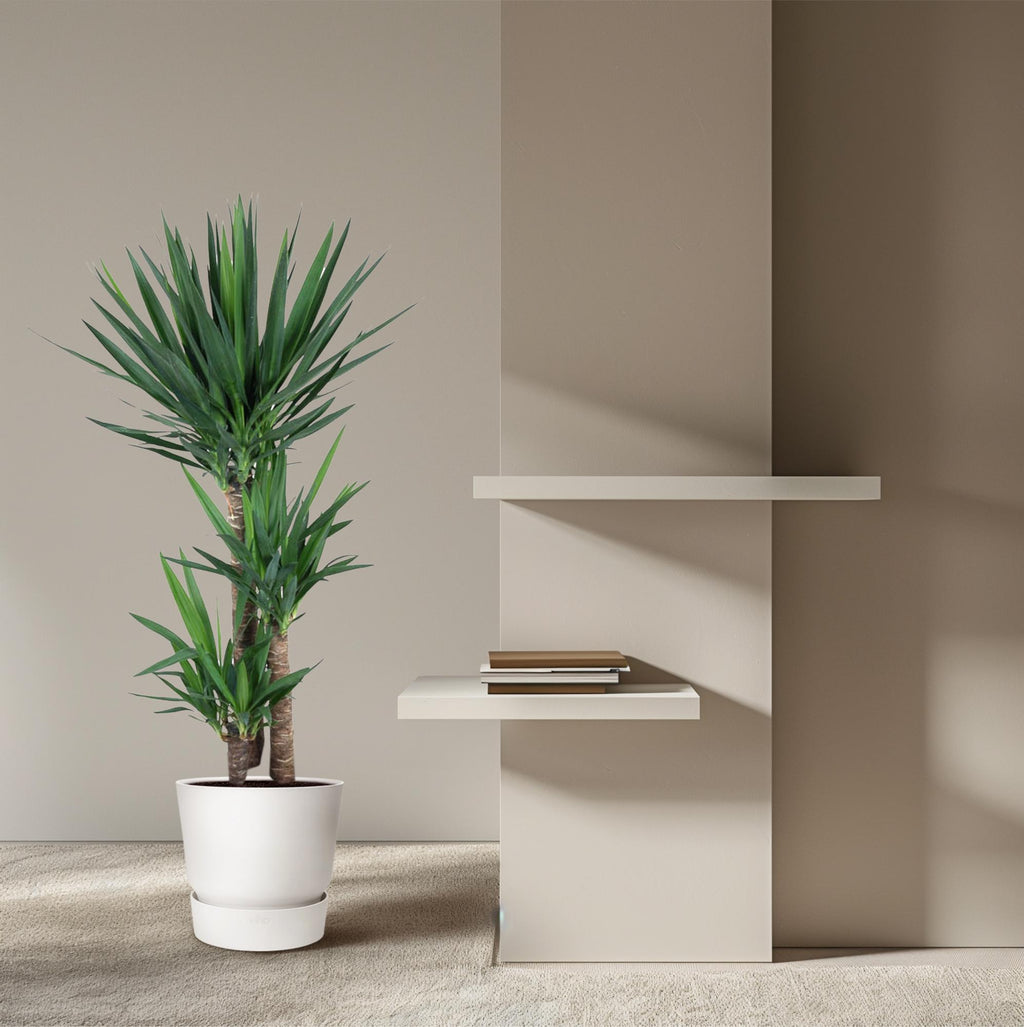 Yucca Elephantipe – Ø24 cm, 150 cm hög