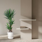 Yucca Elephantipe – Ø24 cm, 150 cm hög