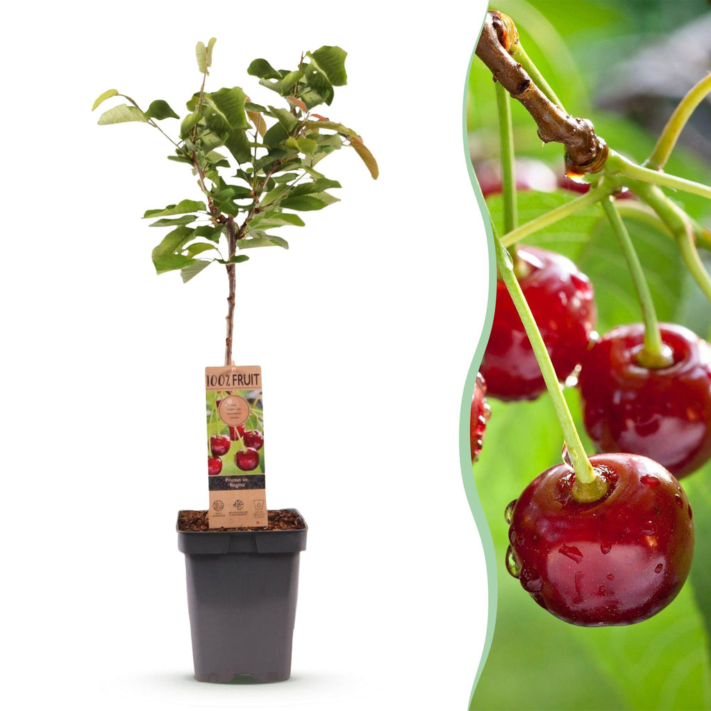 Prunus avium 'Regina' (Kirschbaum) – Ø 21 cm, 90 cm hoch