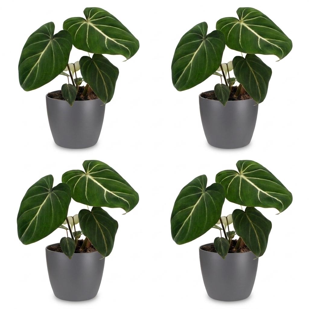 4× Philodendron gloriosum im grauen dekorativen Tontopf – Ø 12 cm, 25 cm hoch