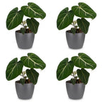 4× Philodendron gloriosum im grauen dekorativen Tontopf – Ø 12 cm, 25 cm hoch
