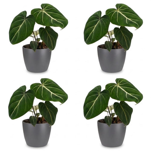 4× Philodendron gloriosum im grauen dekorativen Tontopf – Ø 12 cm, 25 cm hoch
