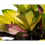 Codiaeum 'Croton' Iceton – Ø 17 cm, 40–60 cm hoch