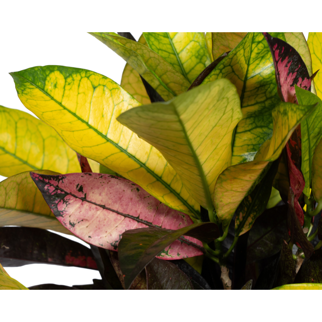 Codiaeum 'Croton' Iceton – Ø 17 cm, 40–60 cm hoch