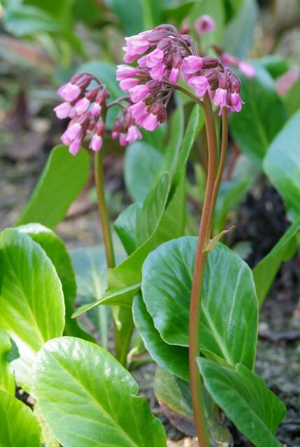 Bergenia cordifolia 'Herbstblüte' (Christmas rose) – 48 plants, Ø9 cm, 10–25 cm high