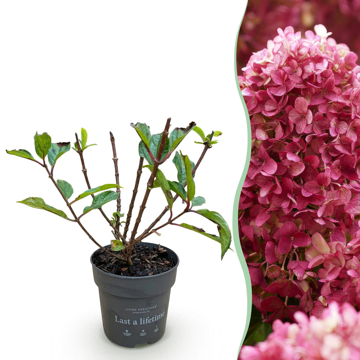 Hydrangea panniculata 'Living Little Rosy' (pluimhortensia) – roze – Ø12 cm, 20–30 cm hoog