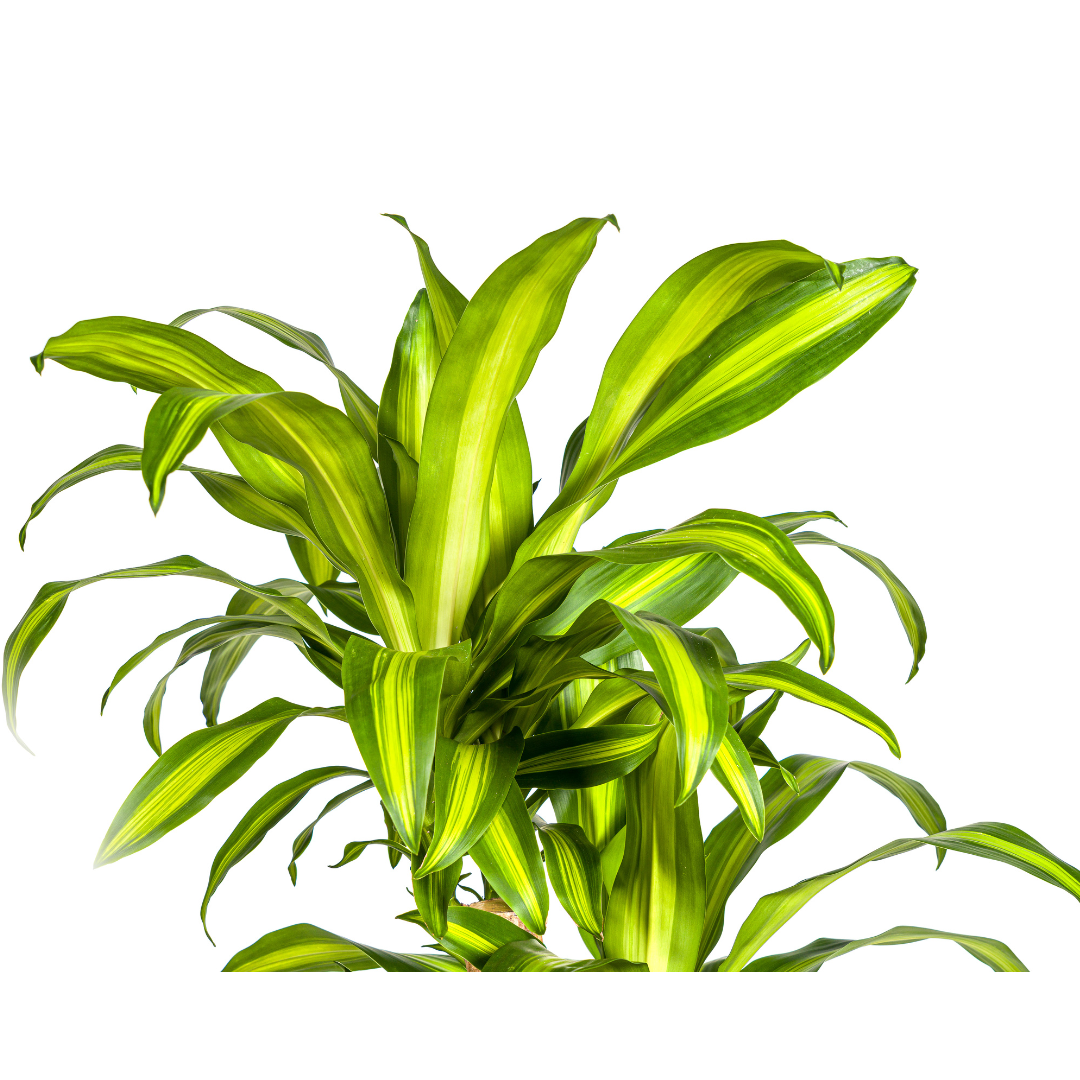 Dracaena fragrans Massangeana Carrousel (Drachenbaum) – Ø 30 cm, 130–150 cm hoch