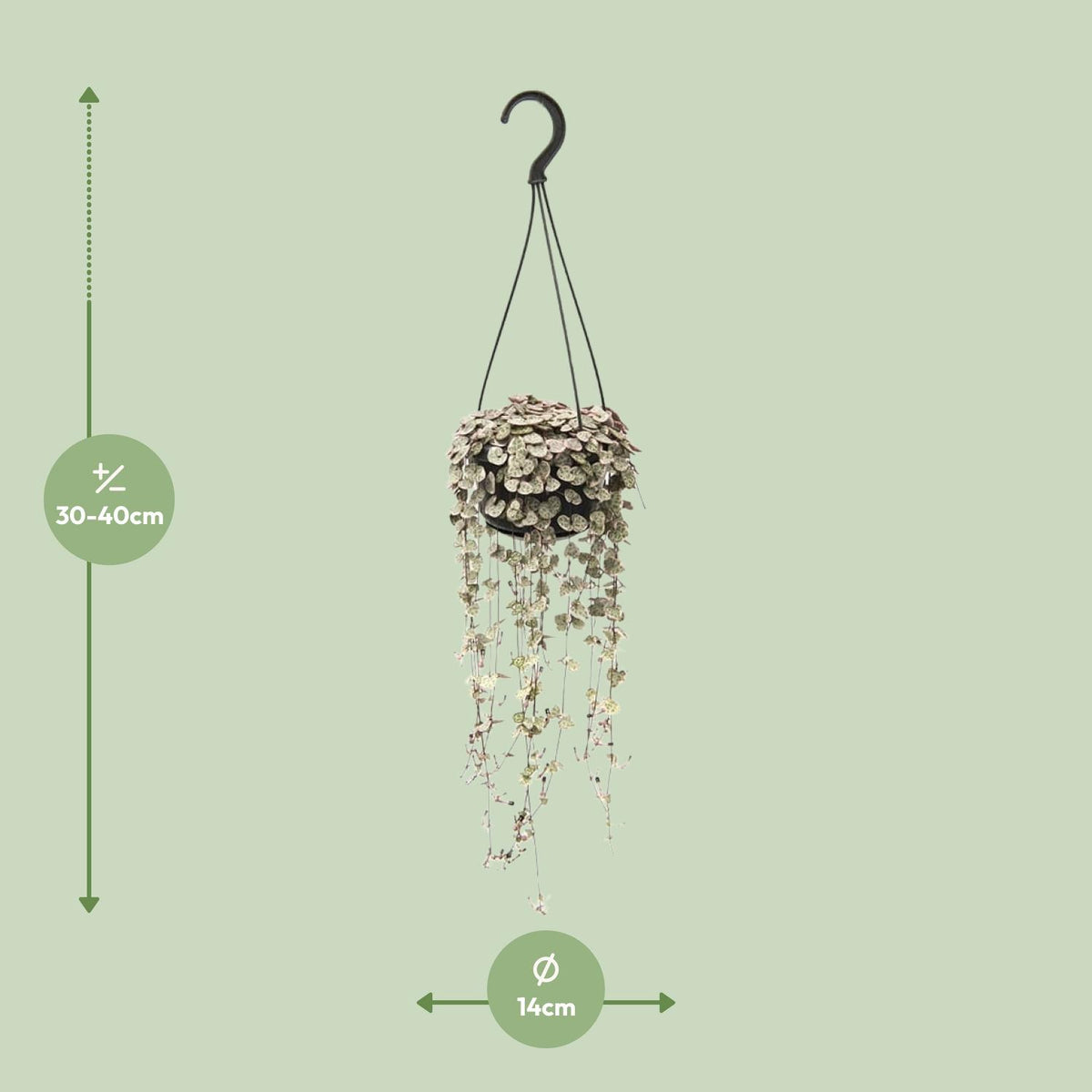 Ceropegia Linearis Subsp. Woodii Variegata (lanterne chinoise) – Ø14 cm, 38 cm de haut