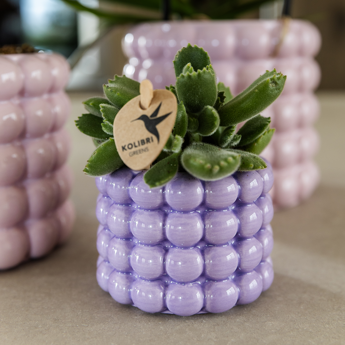 Set de plantes Poppy Mix – Ø6 cm, 7 cm de haut