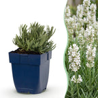 Lavandula angustifolia 'Hidcote' (lavande) – violet – 6 plants, Ø11 cm, 15–25 cm de haut