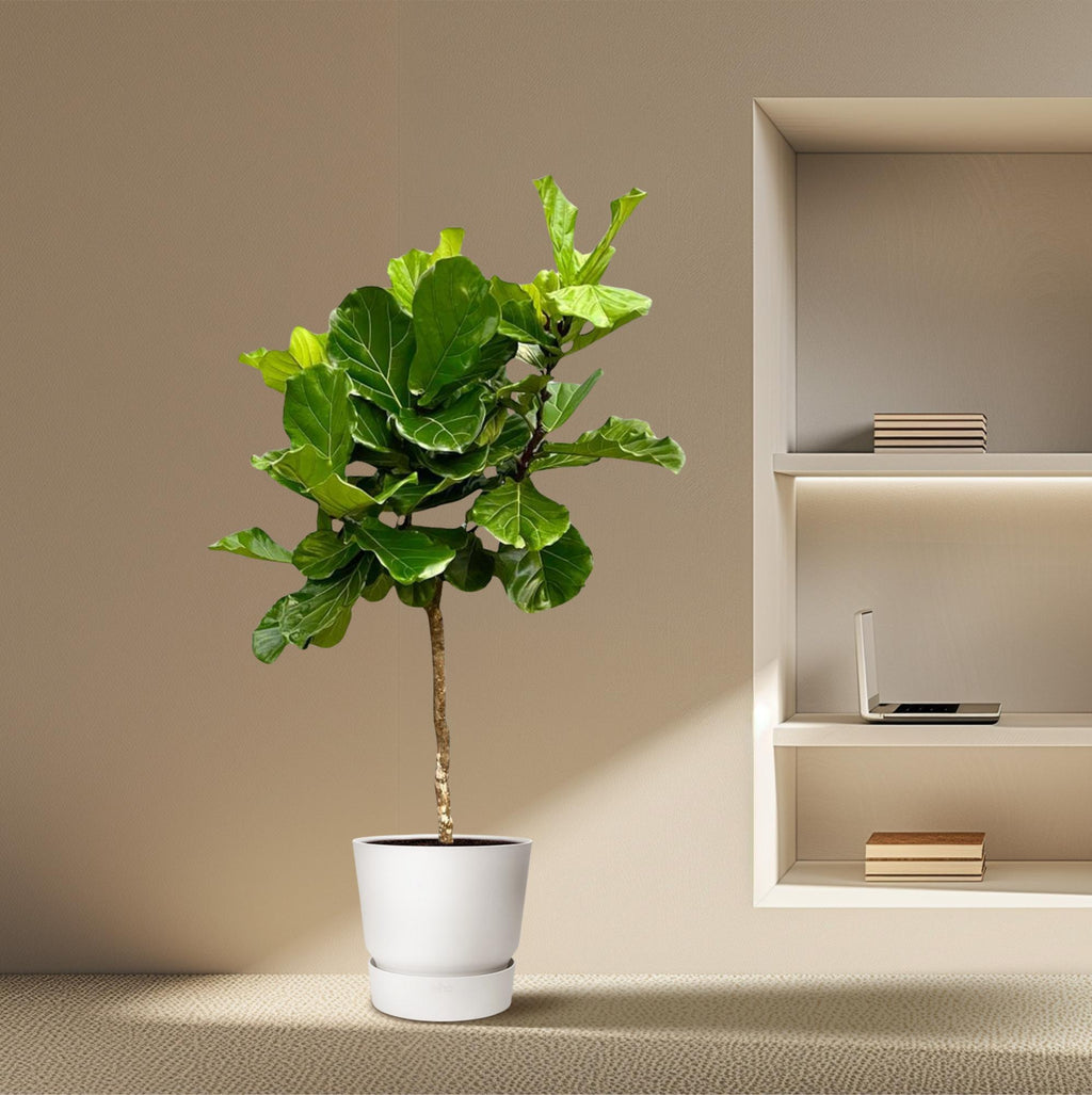 Ficus lyrata Baum XXL (Geigenfeigen) – Ø40 cm, 210 cm hoch