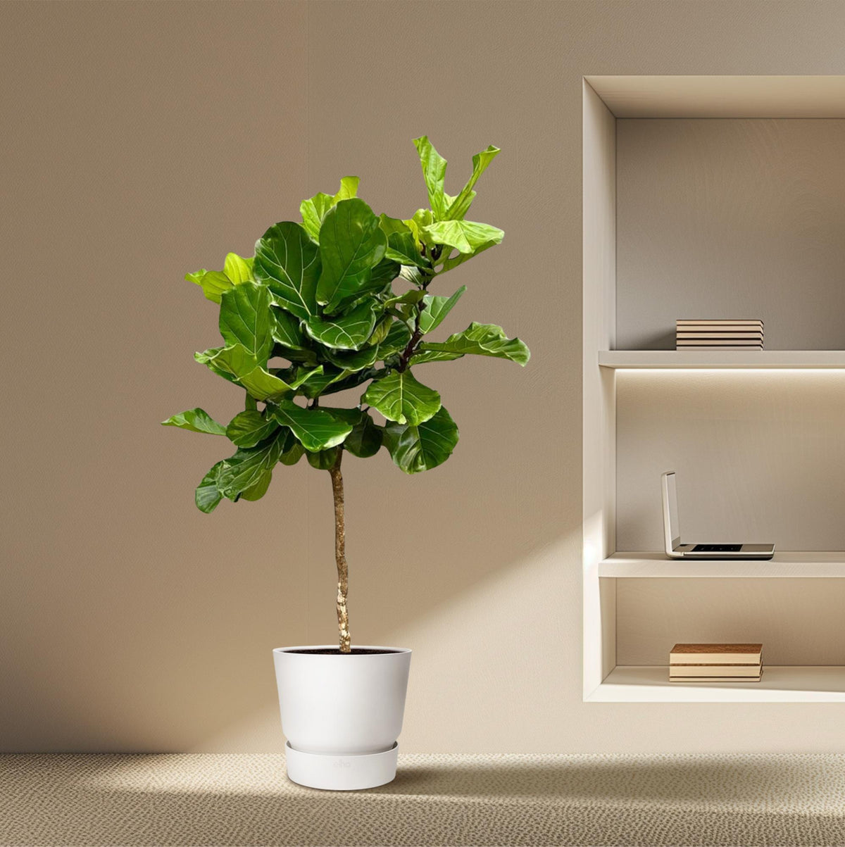 Ficus lyrata boom XXL (vioolbladplant) – Ø40 cm, 210 cm hoog