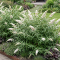Buddleja davidii 'White Profusion' (Schmetterlingsflieder) – weiß – 3 Pflanzen, Ø 17 cm, 45 cm hoch