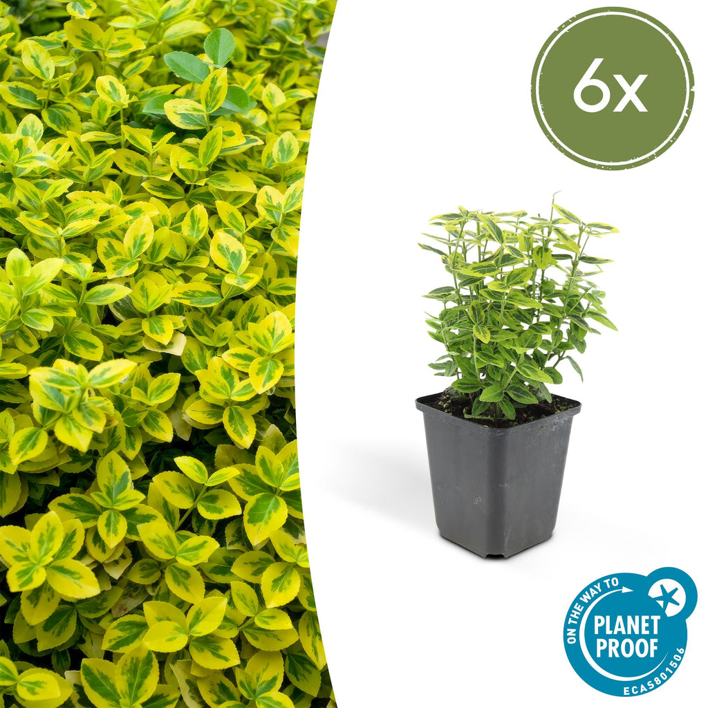 Euonymus fort. 'Emerald N Gold' (burning bush) – 6 plants, Ø9 cm, 10–25 cm high