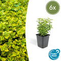 Euonymus fort. 'Emerald N Gold' (burning bush) – 6 plants, Ø9 cm, 10–25 cm high