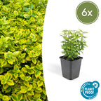 Euonymus fort. 'Emerald N Gold' (burning bush) – 6 plants, Ø9 cm, 10–25 cm high