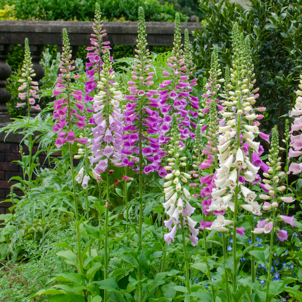 Digitalis purpurea (foxglove) – 48 plants, Ø9 cm, 10–25 cm high – photo 8