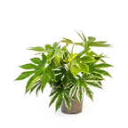 Fatsia Japonica Spider's Web (Fingermonster) – Ø19 cm, 40–50 cm hoch