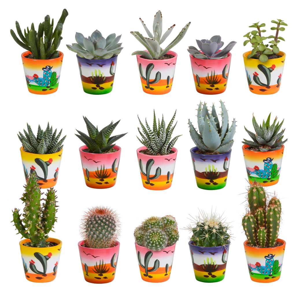 15× Mélange de cactus et plantes grasses (Cactaceae) – Ø6 cm, 13 cm de haut