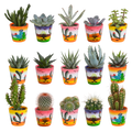 15× Mélange de cactus et plantes grasses (Cactaceae) – Ø6 cm, 13 cm de haut
