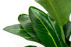 Strelitzia nicolai Deluxe XXL (White Bird of Paradise) – Ø40 cm, 250 cm high