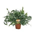 Phlebodium Blue Star (blåbreg) – Ø17 cm, 60 cm høj