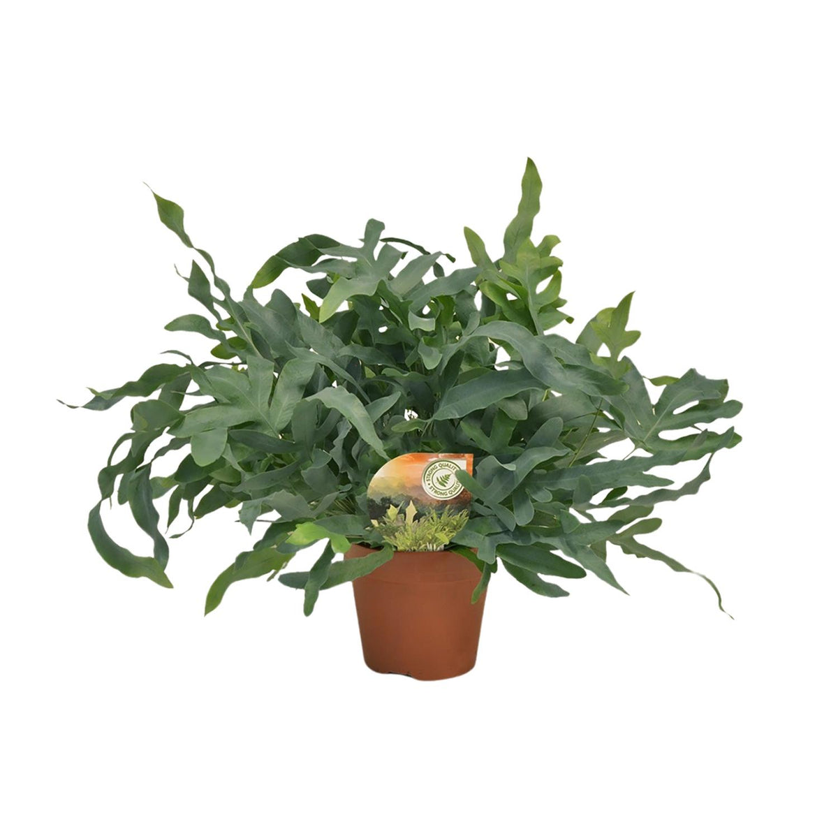 Phlebodium Blue Star (blåbreg) – Ø17 cm, 60 cm høj