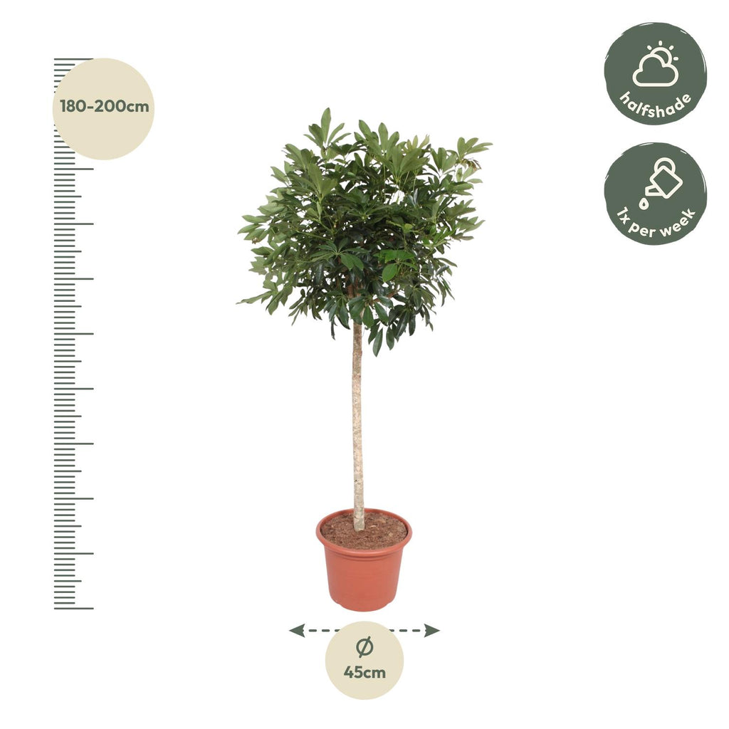 Schefflera arboricola Compacta boom (Dracaena) – Ø45 cm, 190 cm hoog