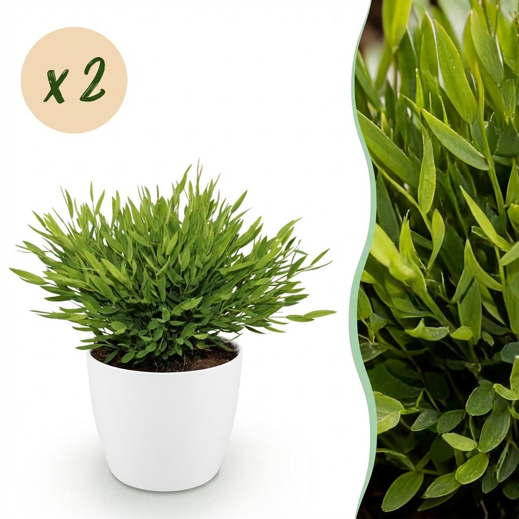 2× Bamusa Pogonatherum Monica (bambusræs) i hvid Potter-pyntepotte – Ø12 cm, 20 cm høj