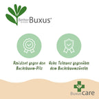 Buxus 'Pyramide' – Ø 23 cm, 60–70 cm hoch