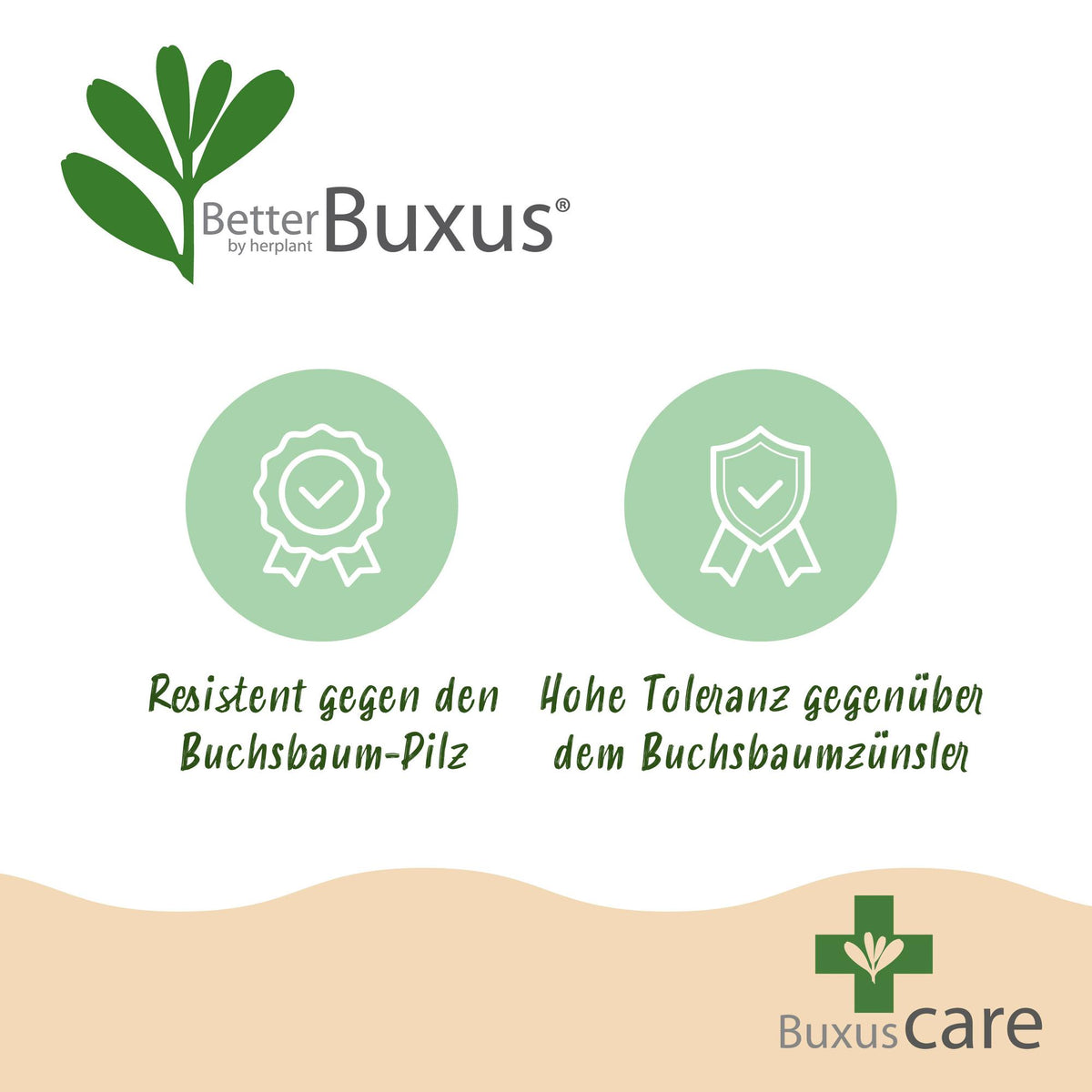 Buxus 'Pyramide' – Ø 23 cm, 60–70 cm hoch
