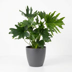 Philodendron Lickety split i grå dekorationspotta – Ø19 cm, 70 cm hög