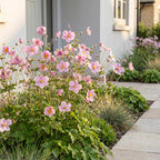Anemone hup. 'Splendens' (Herbstanemone) – dunkelrosa – 12 Pflanzen, Ø 11 cm, 15–25 cm hoch