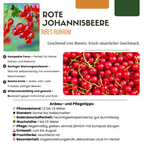 Ribes uva-crispa biologique – 6 plants, Ø 13 cm, 20 cm de haut