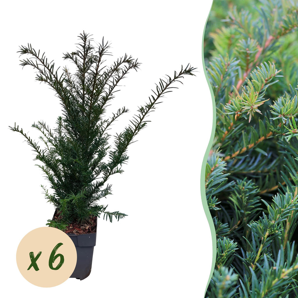 Taxus baccata – 6 Pflanzen, Ø 17 cm, 60 cm hoch