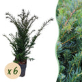 Taxus baccata – 6 Pflanzen, Ø 17 cm, 60 cm hoch
