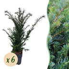 Taxus baccata – 6 Pflanzen, Ø 17 cm, 60 cm hoch