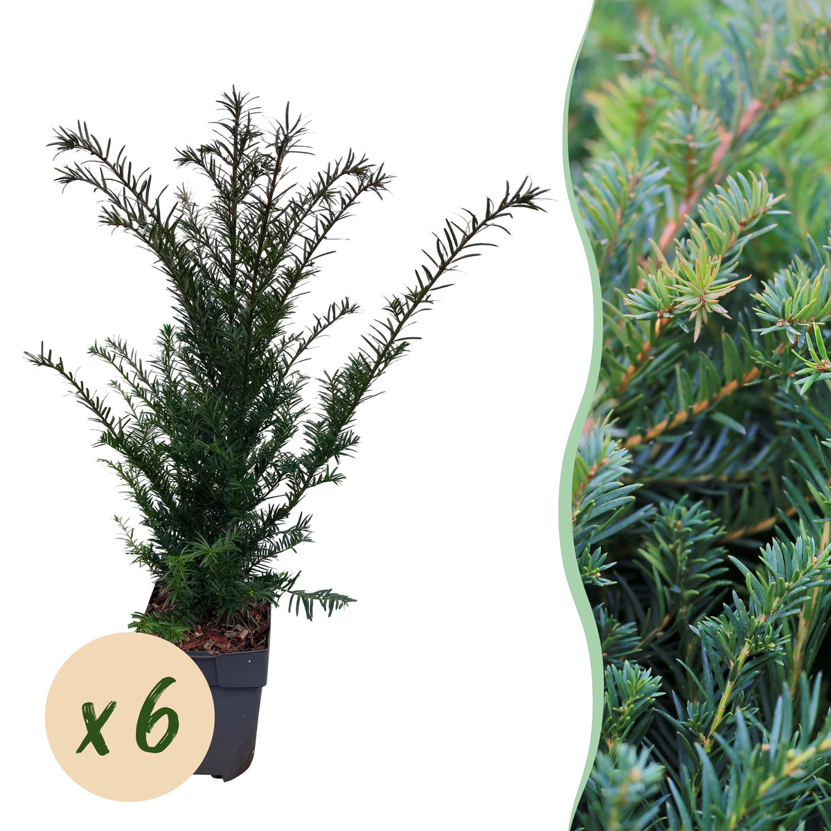 Taxus baccata – 6 Pflanzen, Ø 17 cm, 60 cm hoch
