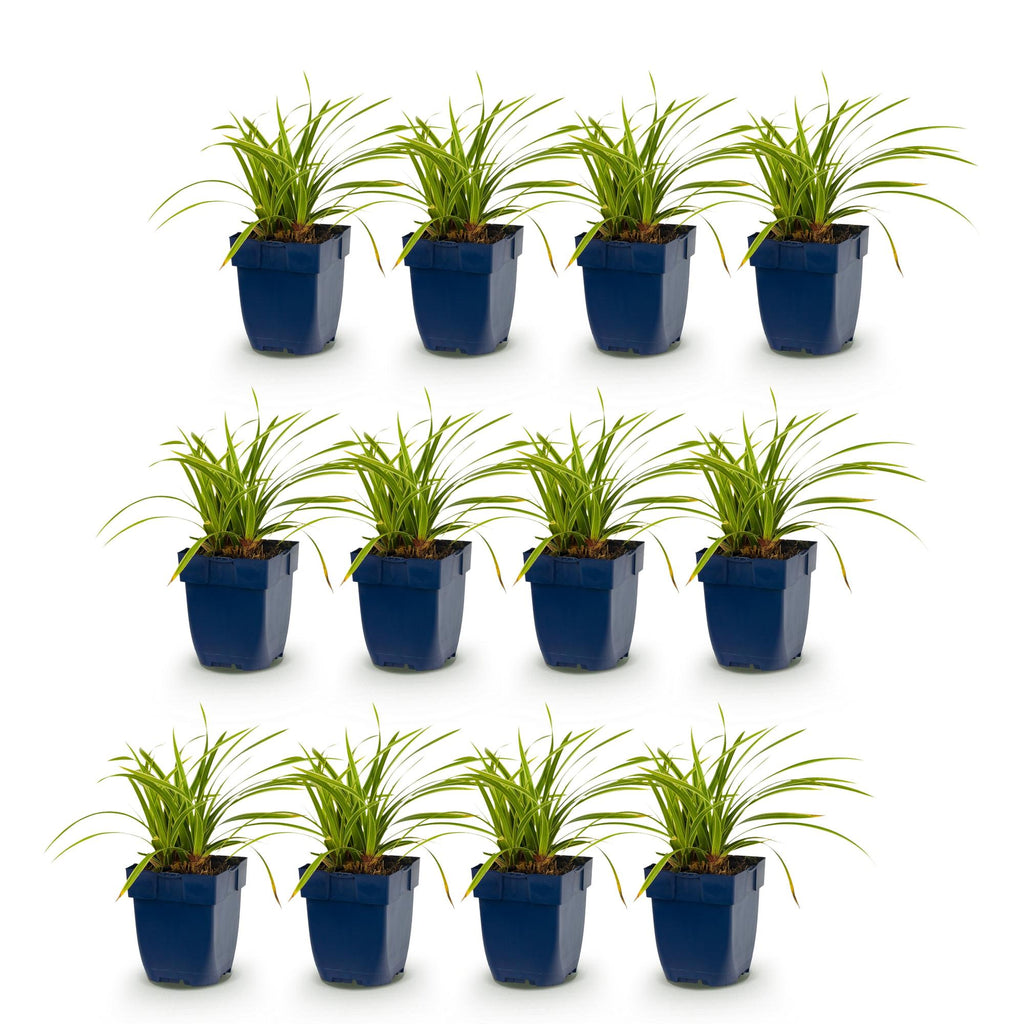 Carex morrowii 'Ice Dance' (laîch du Japon) – 12 plants, Ø11 cm, 15–25 cm de haut – photo 2