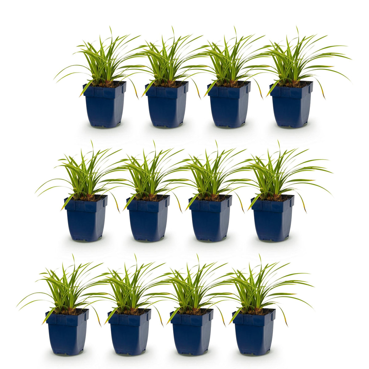 Carex morrowii 'Ice Dance' (laîch du Japon) – 12 plants, Ø11 cm, 15–25 cm de haut – photo 2