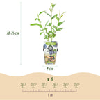 Vaccinium corymbossum 'Goldtraube' (blueberry) – 6 plants, Ø9 cm, 35 cm high