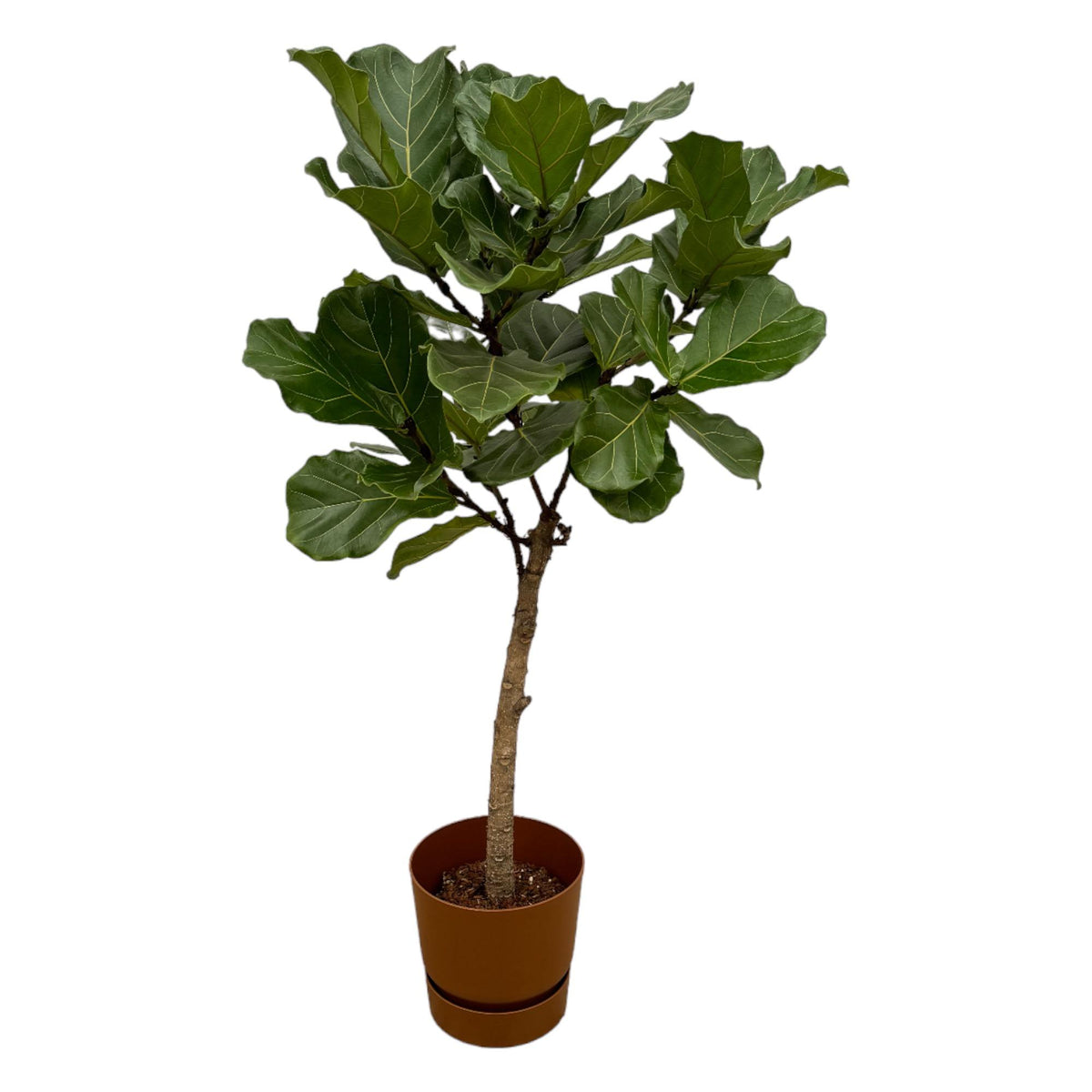 Ficus lyrata stam (vioolbladplant) in Greenville Round-sierpot bruin – Ø30 cm, 160 cm hoog