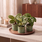 3× overraskelsesæske med stueplanter inkl. Linnea Olive – Ø6 cm, 5–15 cm høj