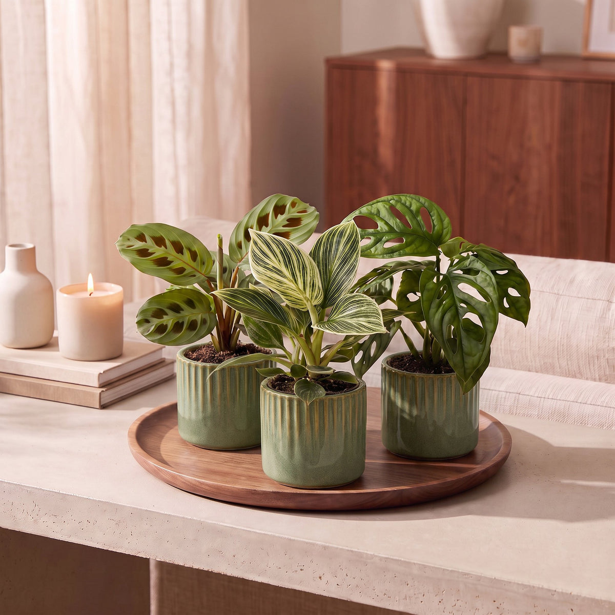 3× overraskelsesæske med stueplanter inkl. Linnea Olive – Ø6 cm, 5–15 cm høj