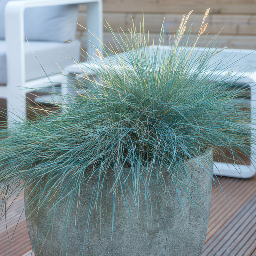 Festuca glauca 'Elijah Bleu' (blue fescue) – 12 plants, Ø9 cm, 10–25 cm high – photo 6