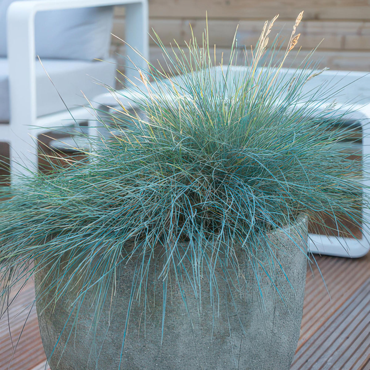 Festuca glauca 'Elijah Bleu' (blue fescue) – 12 plants, Ø9 cm, 10–25 cm high – photo 6
